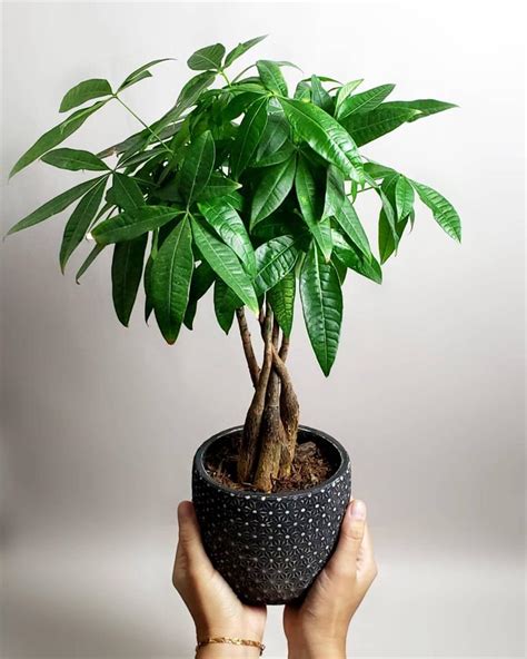 淨化空氣招財室內植物|10種室內大型植物推薦！耐陰好養、風水招財，沒陽光。